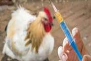 آنفلوانزای فوق حاد طیور و آخرین وضعیت آن در استان قزوین